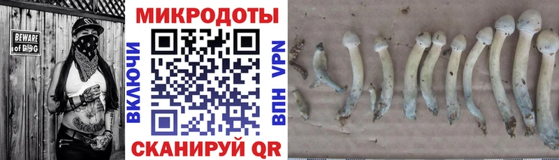 Галлюциногенные грибы Psilocybine cubensis  Богучар 